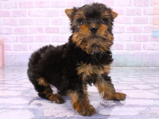 大阪府のヨークシャーテリア (Coo&RIKU心斎橋店/2026年1月25日生まれ/女の子/スチールブルータン)の子犬の2枚目の画像