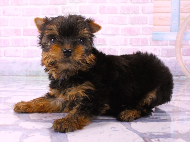 大阪府のヨークシャーテリア (Coo&RIKU心斎橋店/2026年1月25日生まれ/女の子/スチールブルータン)の子犬の3枚目の画像