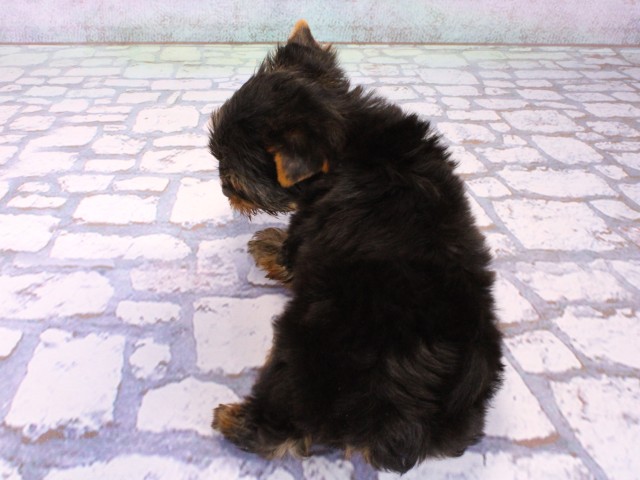 大阪府のヨークシャーテリア (Coo&RIKU心斎橋店/2026年1月25日生まれ/女の子/スチールブルータン)の子犬の4枚目の画像