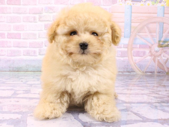 京都府のトイプードル(トイ) (Coo&RIKU京都河原町店/2026年1月23日生まれ/男の子/ペールフォーン)の子犬の1枚目の画像