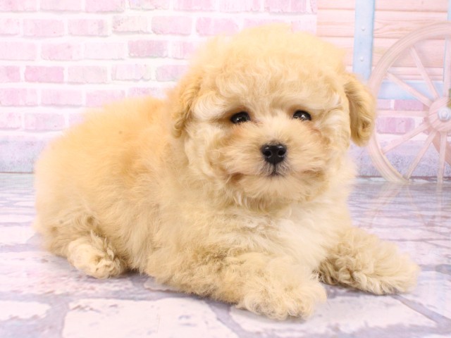 京都府のトイプードル(トイ) (Coo&RIKU京都河原町店/2026年1月23日生まれ/男の子/ペールフォーン)の子犬の2枚目の画像