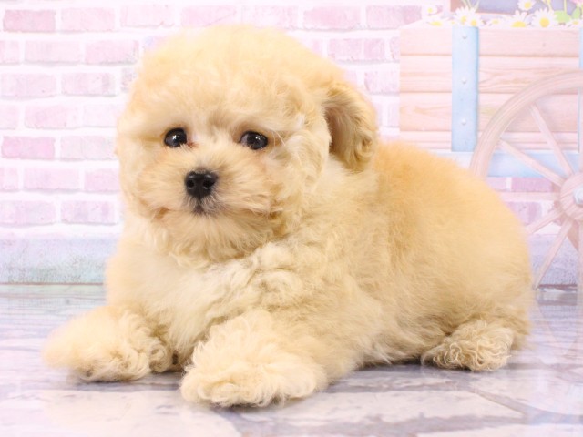 京都府のトイプードル(トイ) (Coo&RIKU京都河原町店/2026年1月23日生まれ/男の子/ペールフォーン)の子犬の3枚目の画像