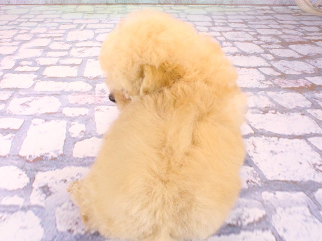 京都府のトイプードル(トイ) (Coo&RIKU京都河原町店/2026年1月23日生まれ/男の子/ペールフォーン)の子犬の4枚目の画像