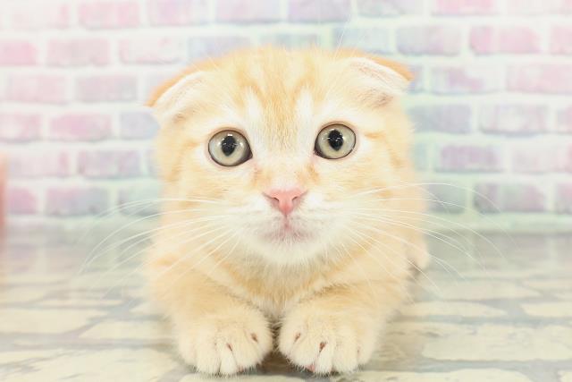 スコティッシュフォールド