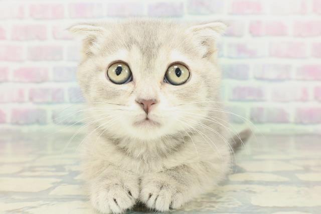 スコティッシュフォールド