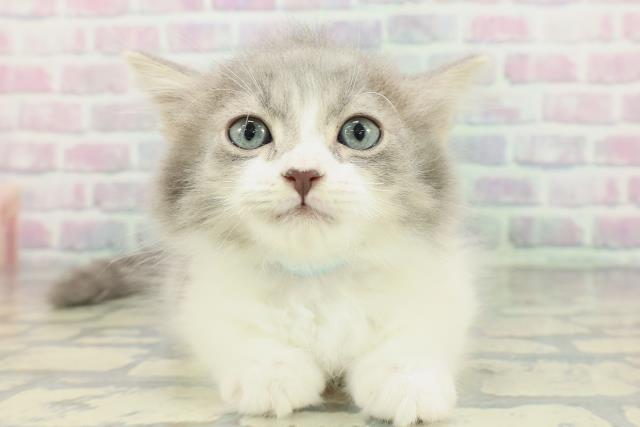 北海道のラガマフィン (Coo&RIKU岩見沢店/2026年1月15日生まれ/男の子/ブルーホワイト)の子猫