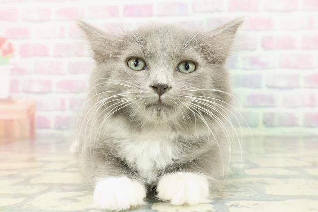 茨城県のラガマフィン (Coo&RIKU水戸店/2026年1月15日生まれ/女の子/ブルーホワイト)の子猫