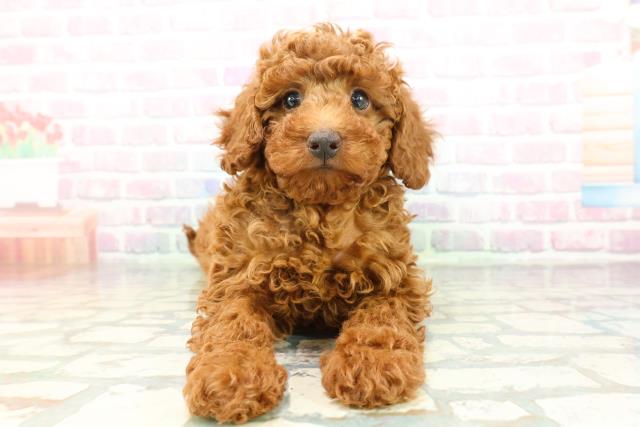 トイ・プードル