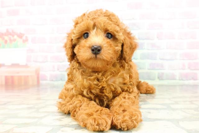 トイ・プードル