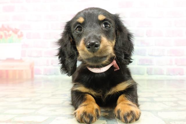 ミニチュア・ダックスフンド