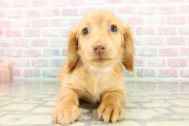 ミニチュア・ダックスフンド