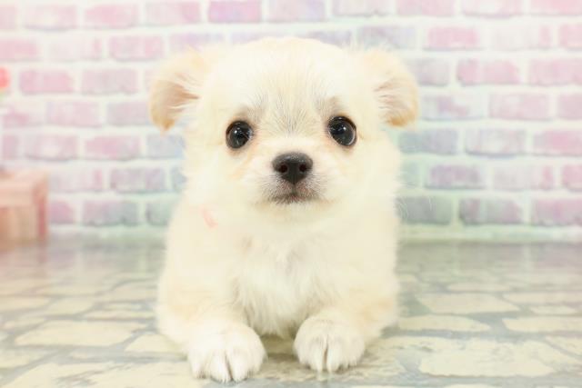 東京都のチワワ(ロング) (Coo&RIKU新小岩店/2026年1月20日生まれ/女の子/クリームホワイト)の子犬の1枚目の画像