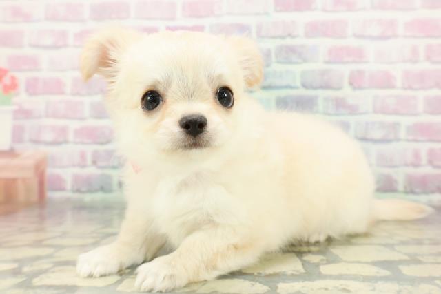 東京都のチワワ(ロング) (Coo&RIKU新小岩店/2026年1月20日生まれ/女の子/クリームホワイト)の子犬の2枚目の画像