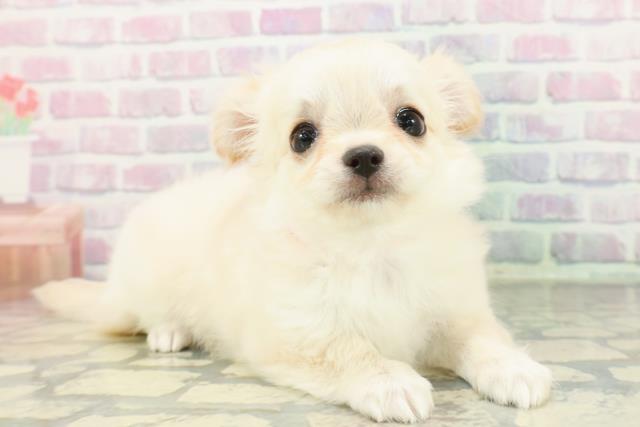 東京都のチワワ(ロング) (Coo&RIKU新小岩店/2026年1月20日生まれ/女の子/クリームホワイト)の子犬の3枚目の画像