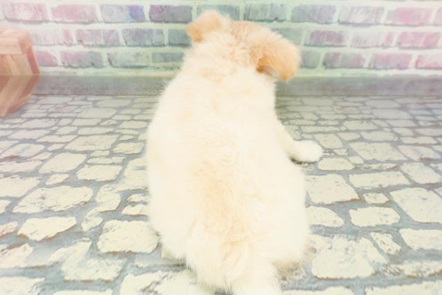 東京都のチワワ(ロング) (Coo&RIKU新小岩店/2026年1月20日生まれ/女の子/クリームホワイト)の子犬の4枚目の画像