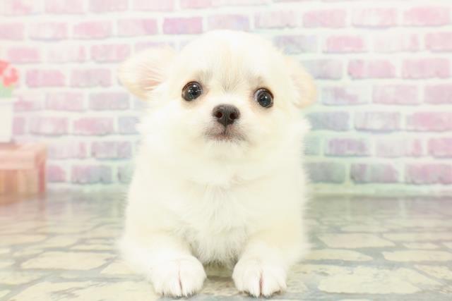 北海道のチワワ(ロング) (Coo&RIKU函館店/2026年1月20日生まれ/女の子/クリームホワイト)の子犬