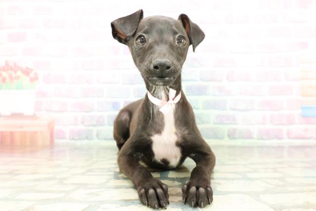 イタリアングレーハウンド