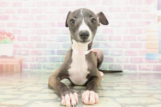 イタリアングレーハウンド