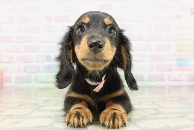 ミニチュア・ダックスフンド