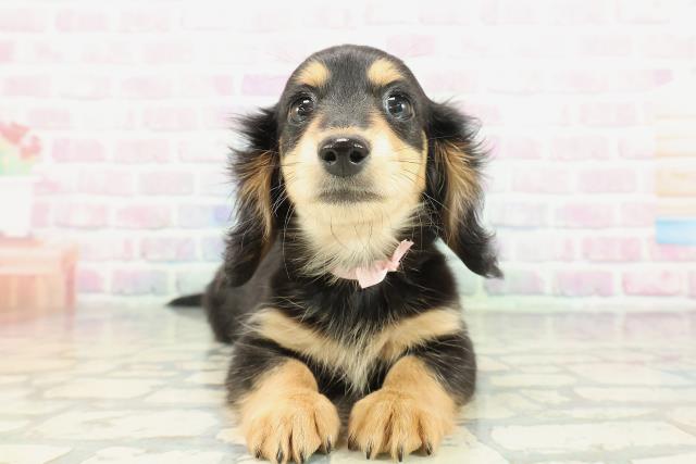 ミニチュア・ダックスフンド