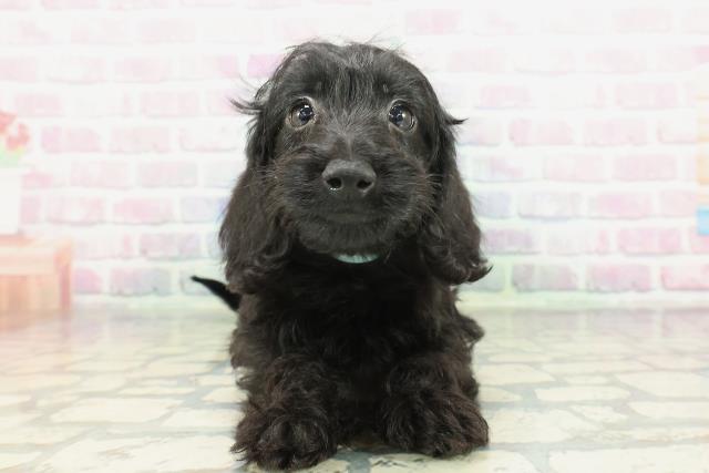 石川県のダップー(ダックス×プードル) (Coo&RIKUイオン野々市南店/2026年1月23日生まれ/男の子/ブラック)の子犬の1枚目の画像