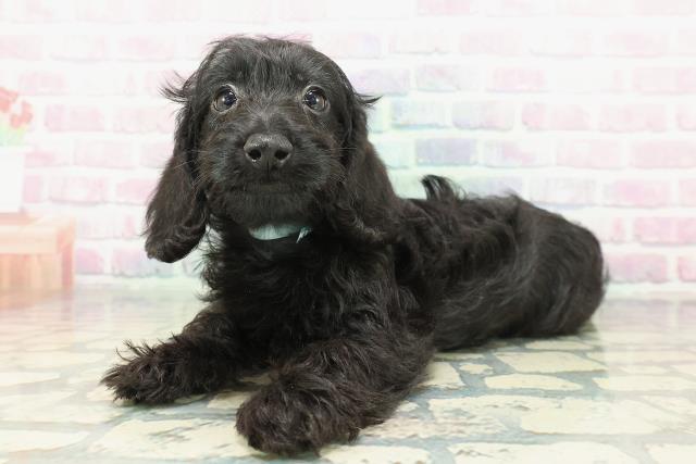 石川県のダップー(ダックス×プードル) (Coo&RIKUイオン野々市南店/2026年1月23日生まれ/男の子/ブラック)の子犬の2枚目の画像