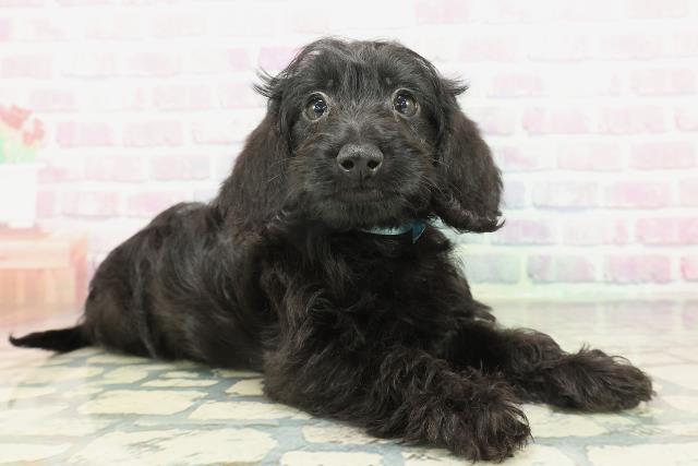 石川県のダップー(ダックス×プードル) (Coo&RIKUイオン野々市南店/2026年1月23日生まれ/男の子/ブラック)の子犬の3枚目の画像