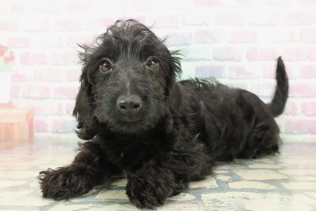 沖縄県のダップー(ダックス×プードル) (Coo&RIKUイオン北谷店/2026年1月23日生まれ/男の子/ブラック)の子犬の2枚目の画像