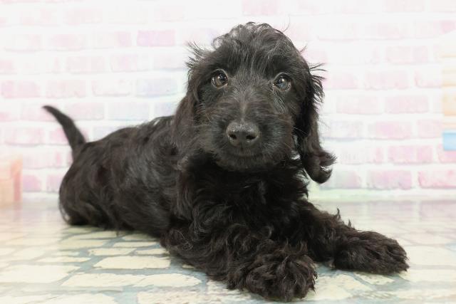 沖縄県のダップー(ダックス×プードル) (Coo&RIKUイオン北谷店/2026年1月23日生まれ/男の子/ブラック)の子犬の3枚目の画像