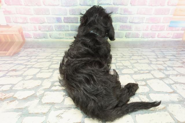 沖縄県のダップー(ダックス×プードル) (Coo&RIKUイオン北谷店/2026年1月23日生まれ/男の子/ブラック)の子犬の4枚目の画像