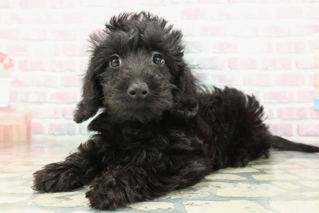 沖縄県のダップー(ダックス×プードル) (Coo&RIKU沖縄浦添店/2026年1月23日生まれ/男の子/ブラック)の子犬の2枚目の画像