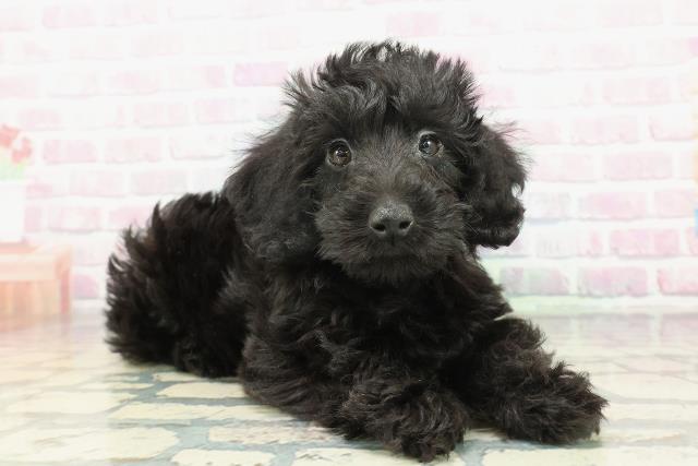 沖縄県のダップー(ダックス×プードル) (Coo&RIKU沖縄浦添店/2026年1月23日生まれ/男の子/ブラック)の子犬の3枚目の画像