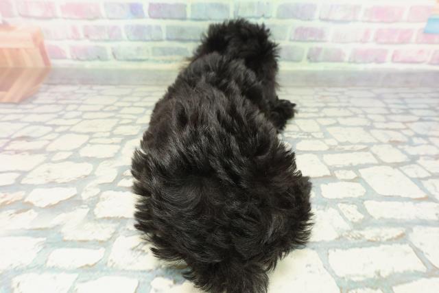 沖縄県のダップー(ダックス×プードル) (Coo&RIKU沖縄浦添店/2026年1月23日生まれ/男の子/ブラック)の子犬の4枚目の画像