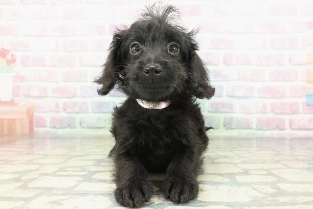 東京都のダップー(ダックス×プードル) (Coo&RIKU足立本店/2026年1月23日生まれ/女の子/ブラック)の子犬の1枚目の画像