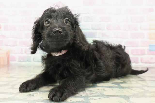 東京都のダップー(ダックス×プードル) (Coo&RIKU足立本店/2026年1月23日生まれ/女の子/ブラック)の子犬の2枚目の画像