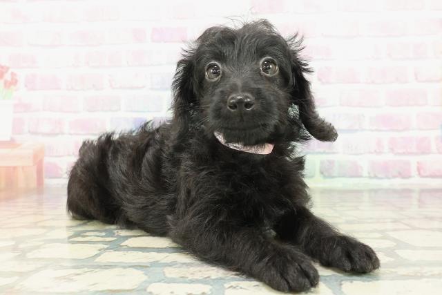 東京都のダップー(ダックス×プードル) (Coo&RIKU足立本店/2026年1月23日生まれ/女の子/ブラック)の子犬の3枚目の画像