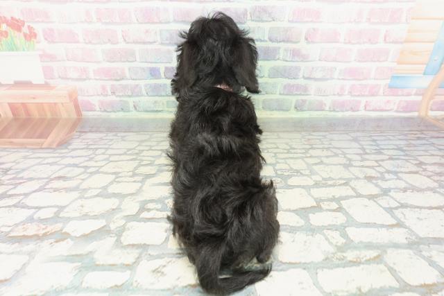 東京都のダップー(ダックス×プードル) (Coo&RIKU足立本店/2026年1月23日生まれ/女の子/ブラック)の子犬の4枚目の画像