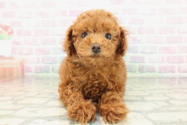 群馬県のトイプードル(トイ) (Coo&RIKUDCM館林店/2026年1月25日生まれ/男の子/レッド)の子犬