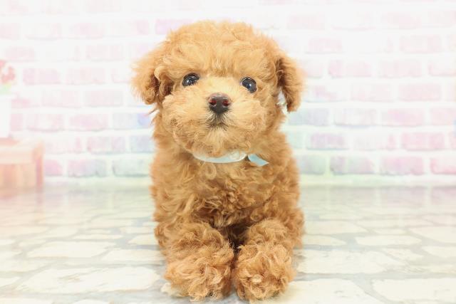 東京都のトイプードル(トイ) (Coo&RIKU赤坂店/2026年1月25日生まれ/男の子/レッド)の子犬