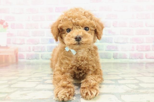 千葉県のトイプードル(トイ) (Coo&RIKU東船橋店/2026年1月25日生まれ/男の子/アプリコット)の子犬