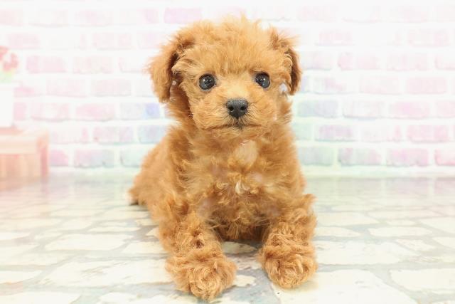 東京都のトイプードル(トイ) (Coo&RIKU広尾店/2026年1月25日生まれ/女の子/レッド)の子犬