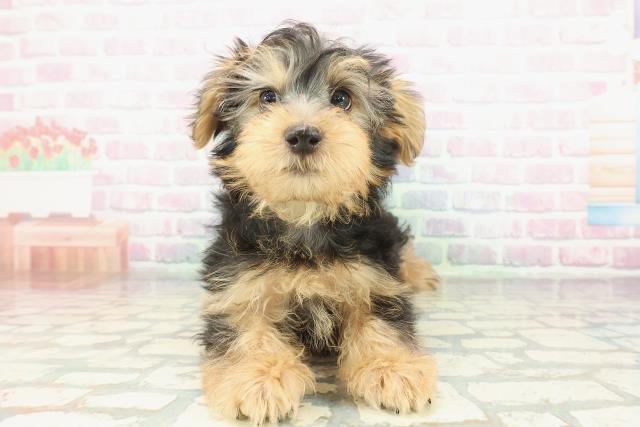 茨城県のヨークシャーテリア (Coo&RIKU石岡店/2026年1月17日生まれ/男の子/スチールブルータン)の子犬