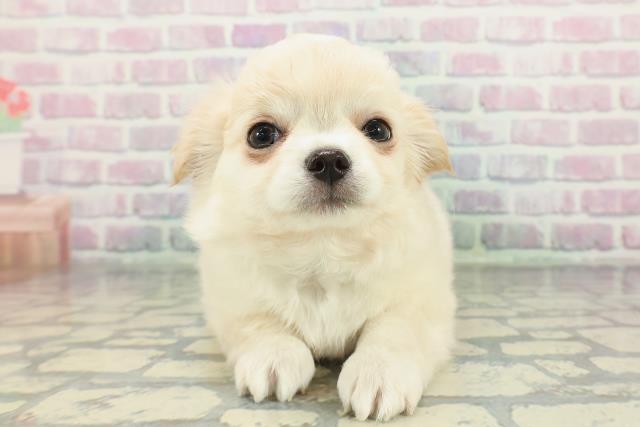 北海道のチワワ(ロング) (Coo&RIKU旭川店/2026年1月22日生まれ/男の子/クリームホワイト)の子犬