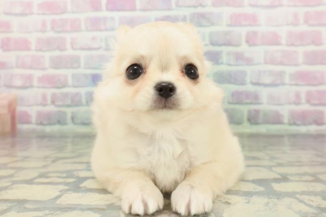 チワワ(ロングコート)