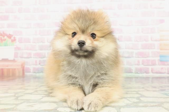 埼玉県のポメラニアン (Coo&RIKU川越店/2026年1月23日生まれ/女の子/オレンジ)の子犬の1枚目の画像