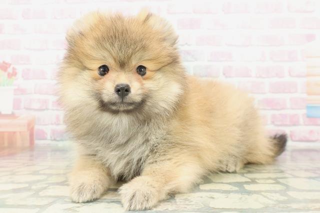 埼玉県のポメラニアン (Coo&RIKU川越店/2026年1月23日生まれ/女の子/オレンジ)の子犬の2枚目の画像