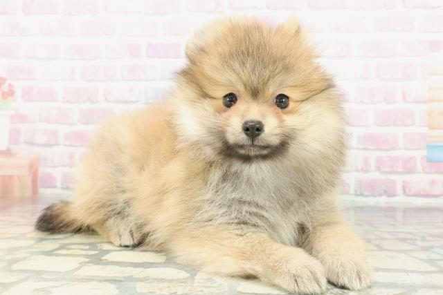 埼玉県のポメラニアン (Coo&RIKU川越店/2026年1月23日生まれ/女の子/オレンジ)の子犬の3枚目の画像