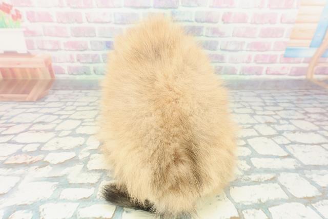 埼玉県のポメラニアン (Coo&RIKU川越店/2026年1月23日生まれ/女の子/オレンジ)の子犬の4枚目の画像