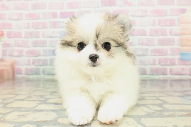 東京都のポメチワ/チワポメ/ポメチー(ポメラニアン×チワワ) (Coo&RIKU新小岩店/2026年1月24日生まれ/女の子/パーティーカラー)の子犬の1枚目の画像