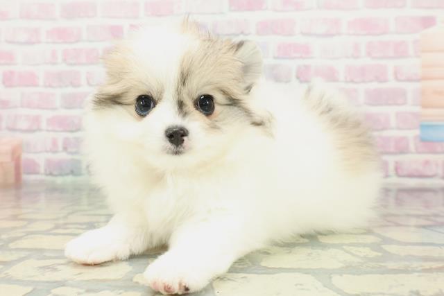 東京都のポメチワ/チワポメ/ポメチー(ポメラニアン×チワワ) (Coo&RIKU新小岩店/2026年1月24日生まれ/女の子/パーティーカラー)の子犬の2枚目の画像